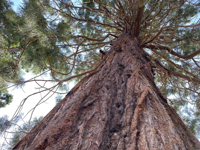 Brookwood Cemetery, A Very Dry&nbsp;Landscape