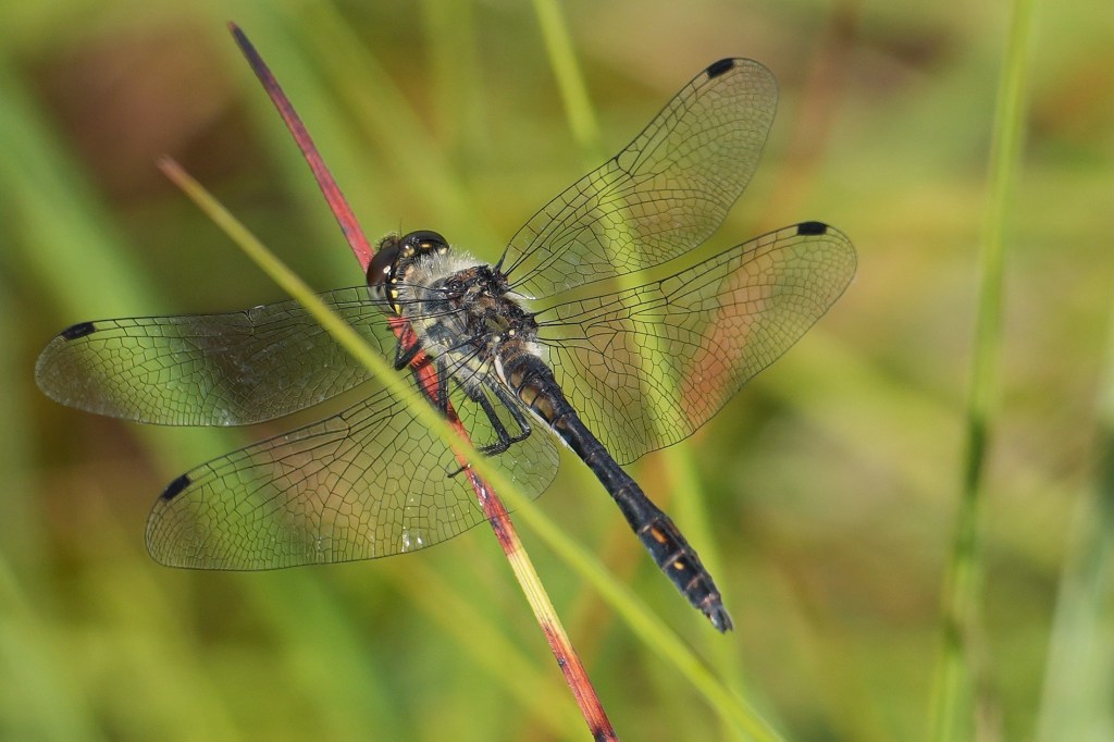Dragonfly Photography