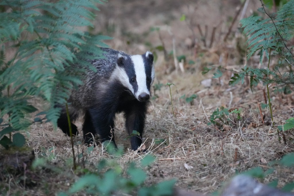 Badger Hide & Solar&nbsp;Eclipse