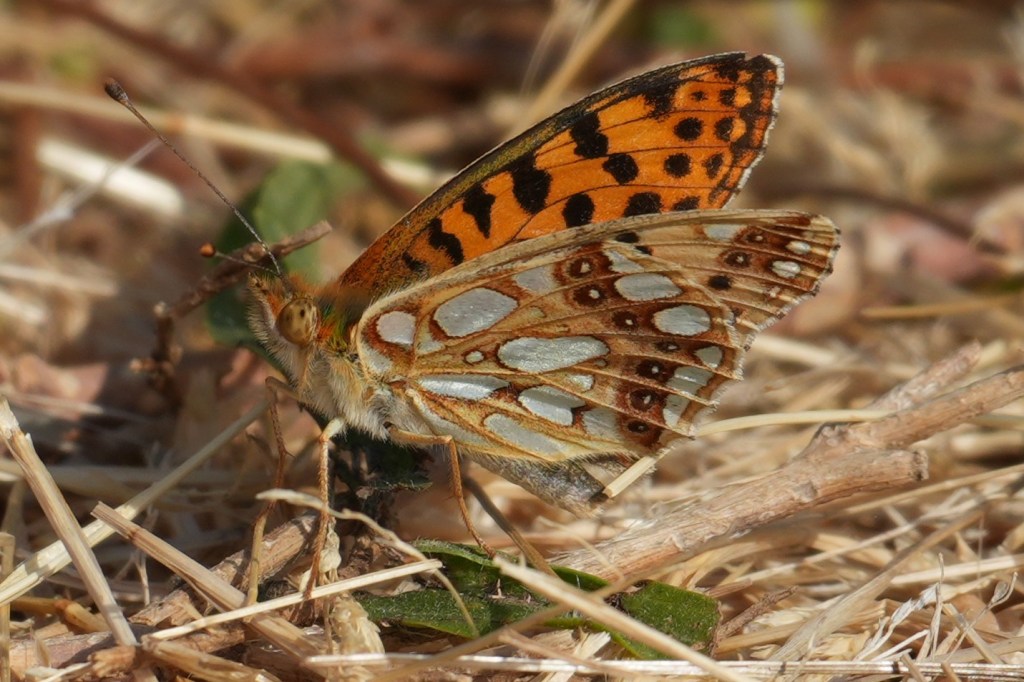 Queen of Spain&nbsp;Fritillary