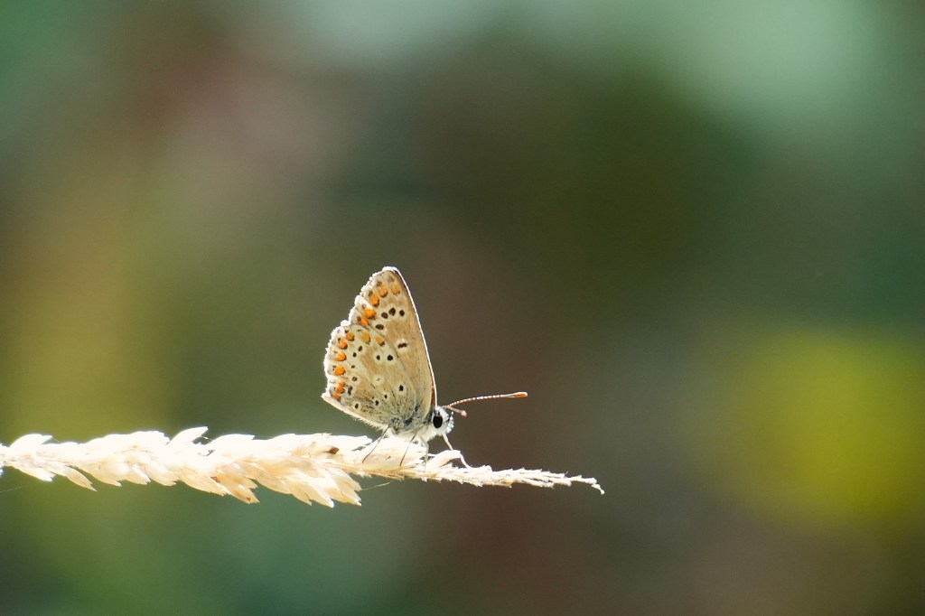 Butterflies Fade as Rain Clears Tice’s&nbsp;Waters