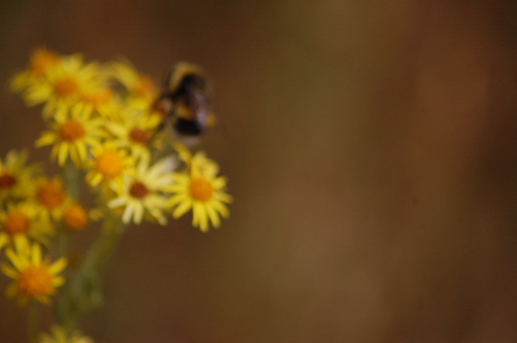 Extended Butterfly Survey