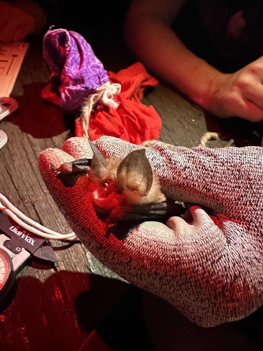 Day 5 – Up close and personal with&nbsp;Bats