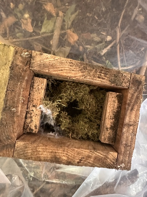 Dormouse Survey