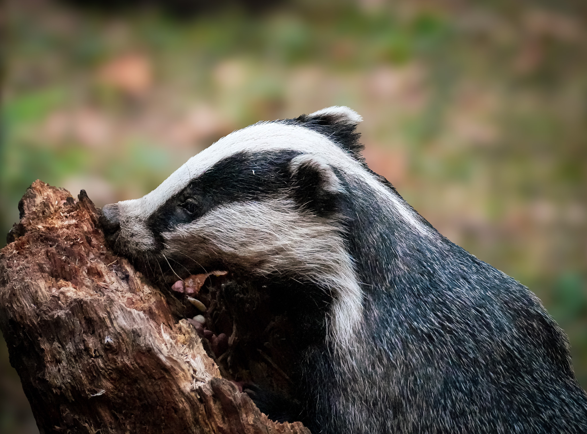 The Badger Hide