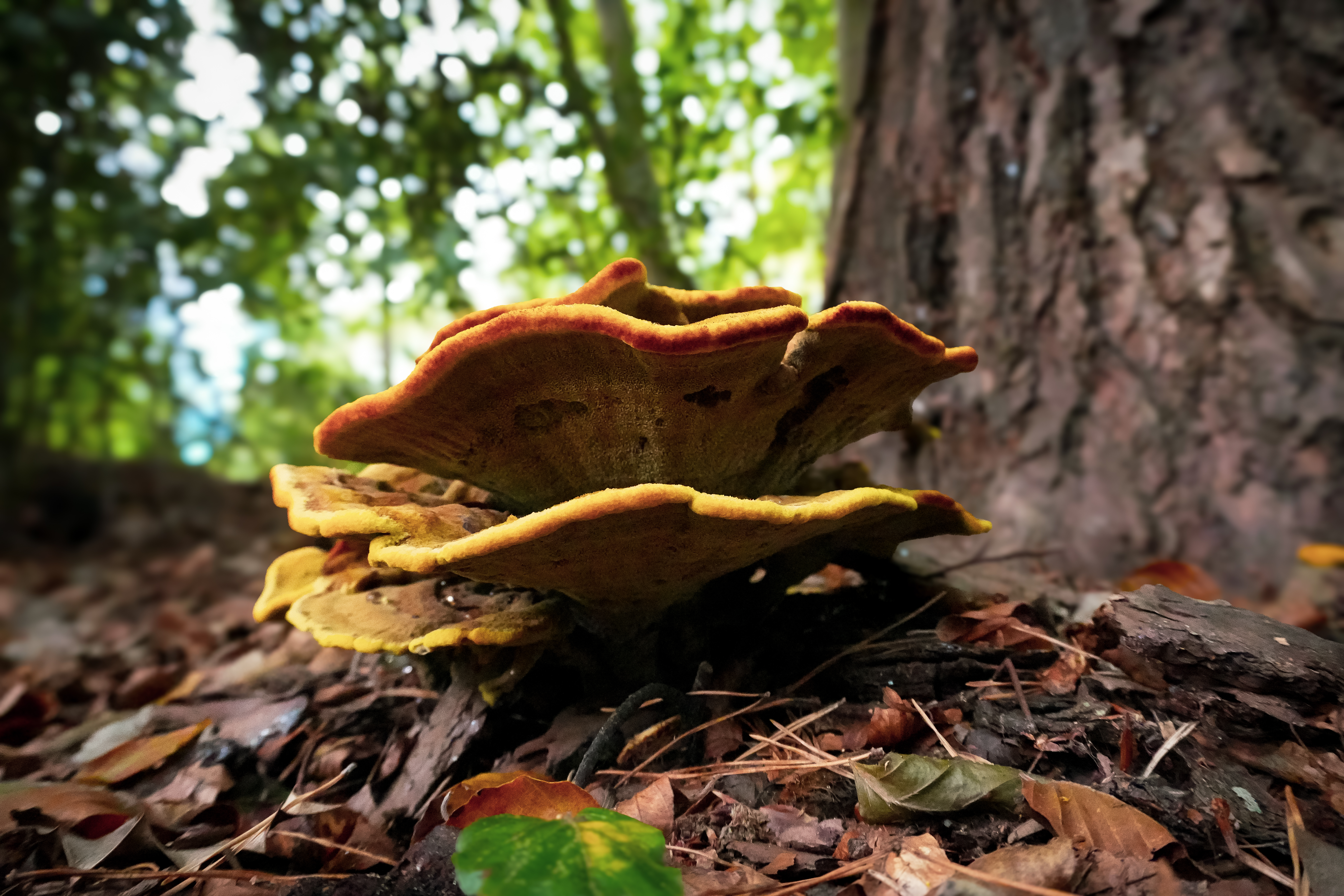 Woodland Wonders: A Fungi&nbsp;Hunt