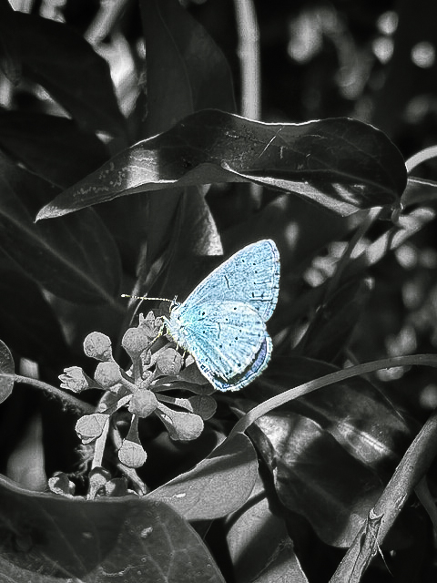 Butterfly Survey